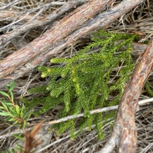 Austrolycopodium fastigiatum at Cotter River, ACT - 26 Feb 2023 11:54 AM