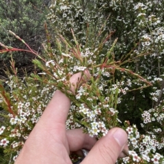 Baeckea gunniana at Cotter River, ACT - 26 Feb 2023