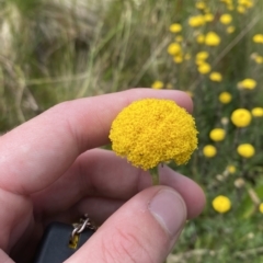 Craspedia aurantia var. jamesii (Large Alpine Buttons) at Cotter River, ACT - 26 Feb 2023 by Tapirlord