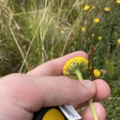 Craspedia aurantia var. jamesii at Cotter River, ACT - suppressed