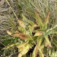 Craspedia aurantia var. jamesii at Cotter River, ACT - 26 Feb 2023