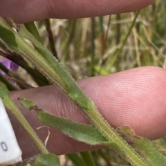 Craspedia aurantia var. jamesii at Cotter River, ACT - suppressed