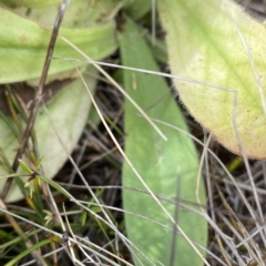 Craspedia aurantia var. jamesii at Cotter River, ACT - suppressed