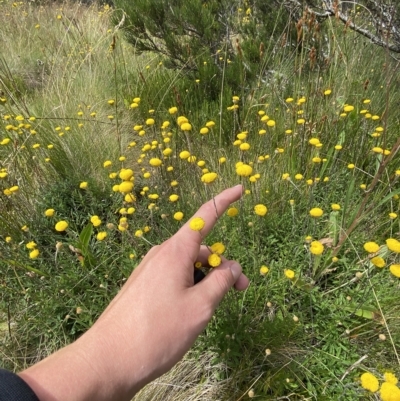 Leptorhynchos squamatus subsp. alpinus (Scaly Buttons) at Cotter River, ACT - 26 Feb 2023 by Tapirlord