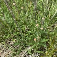 Leptorhynchos squamatus subsp. alpinus at Cotter River, ACT - 26 Feb 2023 11:51 AM