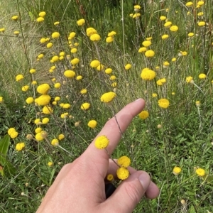 Leptorhynchos squamatus subsp. alpinus at Cotter River, ACT - 26 Feb 2023