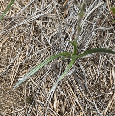 Celmisia sp. Pulchella (M.Gray & C.Totterdell 7079) Australian National Herbarium (Narrow-leaved Snow Daisy) at Cotter River, ACT - 26 Feb 2023 by Tapirlord