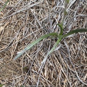 Celmisia sp. Pulchella (M.Gray & C.Totterdell 7079) Australian National Herbarium at Cotter River, ACT - 26 Feb 2023