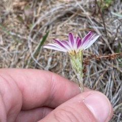 Celmisia sp. Pulchella (M.Gray & C.Totterdell 7079) Australian National Herbarium at Cotter River, ACT - 26 Feb 2023