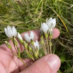 Gentianella muelleriana subsp. jingerensis (Mueller's Snow-gentian) at Cotter River, ACT - 26 Feb 2023 by Tapirlord