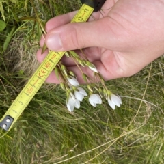 Gentianella muelleriana subsp. jingerensis at Cotter River, ACT - 26 Feb 2023