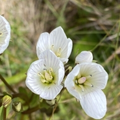 Gentianella muelleriana subsp. jingerensis at Cotter River, ACT - 26 Feb 2023