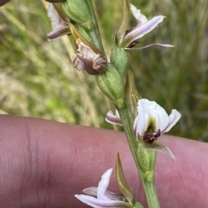 Paraprasophyllum alpestre at Cotter River, ACT - suppressed