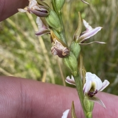 Paraprasophyllum alpestre at Cotter River, ACT - suppressed