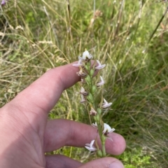 Paraprasophyllum alpestre at Cotter River, ACT - suppressed