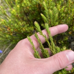 Epacris paludosa at Cotter River, ACT - 26 Feb 2023