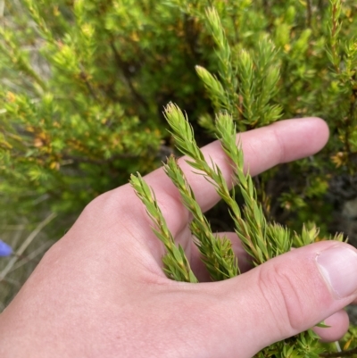 Epacris paludosa (Alpine Heath) at Cotter River, ACT - 26 Feb 2023 by Tapirlord