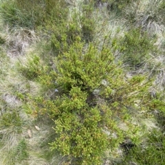 Epacris paludosa at Cotter River, ACT - 26 Feb 2023