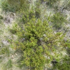 Epacris paludosa at Cotter River, ACT - 26 Feb 2023