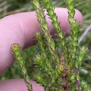 Epacris breviflora at Cotter River, ACT - 26 Feb 2023 11:41 AM