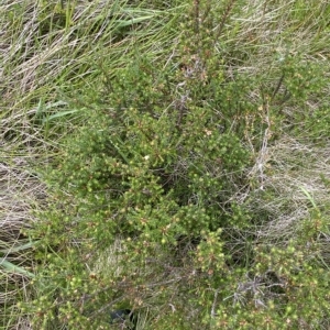 Epacris breviflora at Cotter River, ACT - 26 Feb 2023 11:41 AM