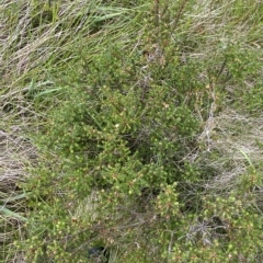 Epacris breviflora at Cotter River, ACT - 26 Feb 2023