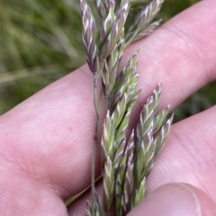 Hookerochloa hookeriana (Hooker's Fescue) at Cotter River, ACT - 26 Feb 2023 by Tapirlord