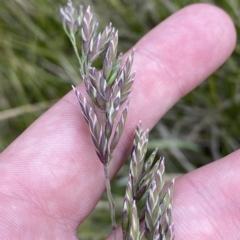 Hookerochloa hookeriana at Cotter River, ACT - 26 Feb 2023