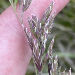 Hookerochloa hookeriana at Cotter River, ACT - 26 Feb 2023