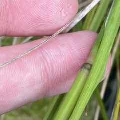 Hookerochloa hookeriana at Cotter River, ACT - 26 Feb 2023