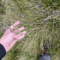 Hookerochloa hookeriana at Cotter River, ACT - 26 Feb 2023