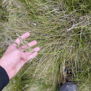 Hookerochloa hookeriana at Cotter River, ACT - 26 Feb 2023