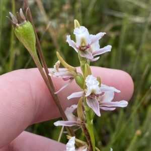 Paraprasophyllum alpestre at Cotter River, ACT - suppressed