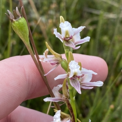 Paraprasophyllum alpestre (Mauve leek orchid) at Cotter River, ACT - 26 Feb 2023 by Tapirlord