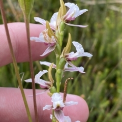 Paraprasophyllum alpestre at Cotter River, ACT - suppressed