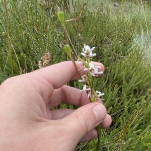 Paraprasophyllum alpestre at Cotter River, ACT - suppressed