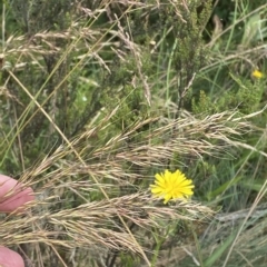 Dichelachne sp. at Namadgi National Park - 26 Feb 2023