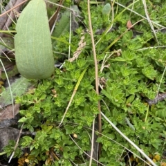 Rhytidosporum alpinum at Cotter River, ACT - 26 Feb 2023 by Tapirlord