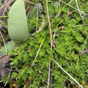 Rhytidosporum alpinum at Cotter River, ACT - 26 Feb 2023 11:23 AM