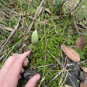 Rhytidosporum alpinum at Cotter River, ACT - 26 Feb 2023 11:23 AM