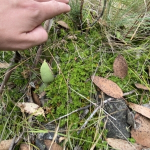 Rhytidosporum alpinum at Cotter River, ACT - 26 Feb 2023 11:23 AM