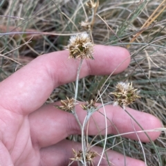 Euchiton japonicus (Creeping Cudweed) at Cotter River, ACT - 26 Feb 2023 by Tapirlord