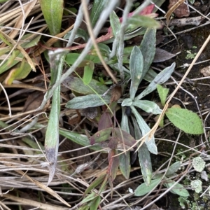 Euchiton japonicus at Cotter River, ACT - 26 Feb 2023 11:21 AM