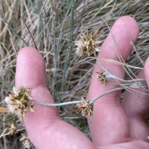 Euchiton japonicus at Cotter River, ACT - 26 Feb 2023 11:21 AM