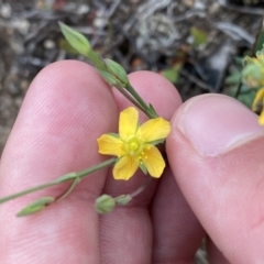 Hypericum gramineum (Small St Johns Wort) at Cotter River, ACT - 26 Feb 2023 by Tapirlord
