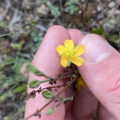 Hypericum gramineum at Cotter River, ACT - 26 Feb 2023