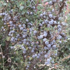 Leptospermum myrtifolium (Myrtle Teatree) at Cotter River, ACT - 26 Feb 2023 by Tapirlord