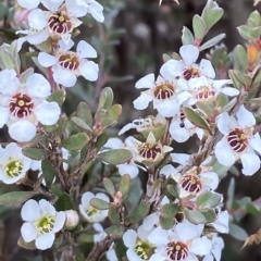 Leptospermum myrtifolium at Cotter River, ACT - 26 Feb 2023