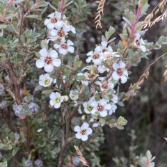 Leptospermum myrtifolium at Cotter River, ACT - 26 Feb 2023