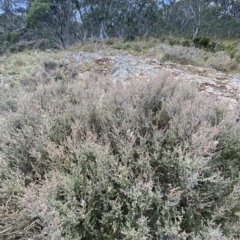 Leptospermum myrtifolium at Cotter River, ACT - 26 Feb 2023